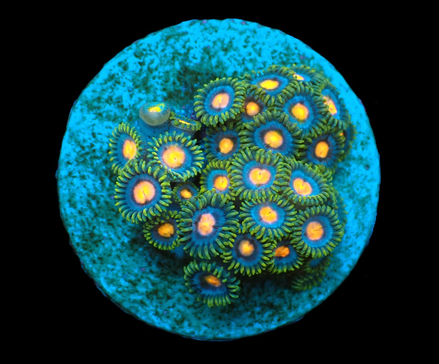 Zoanthus spp. (Blow Pop) (frag)