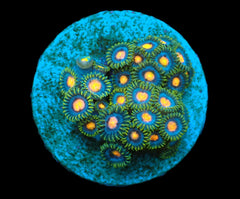 Zoanthus spp. (Blow Pop) (frag)