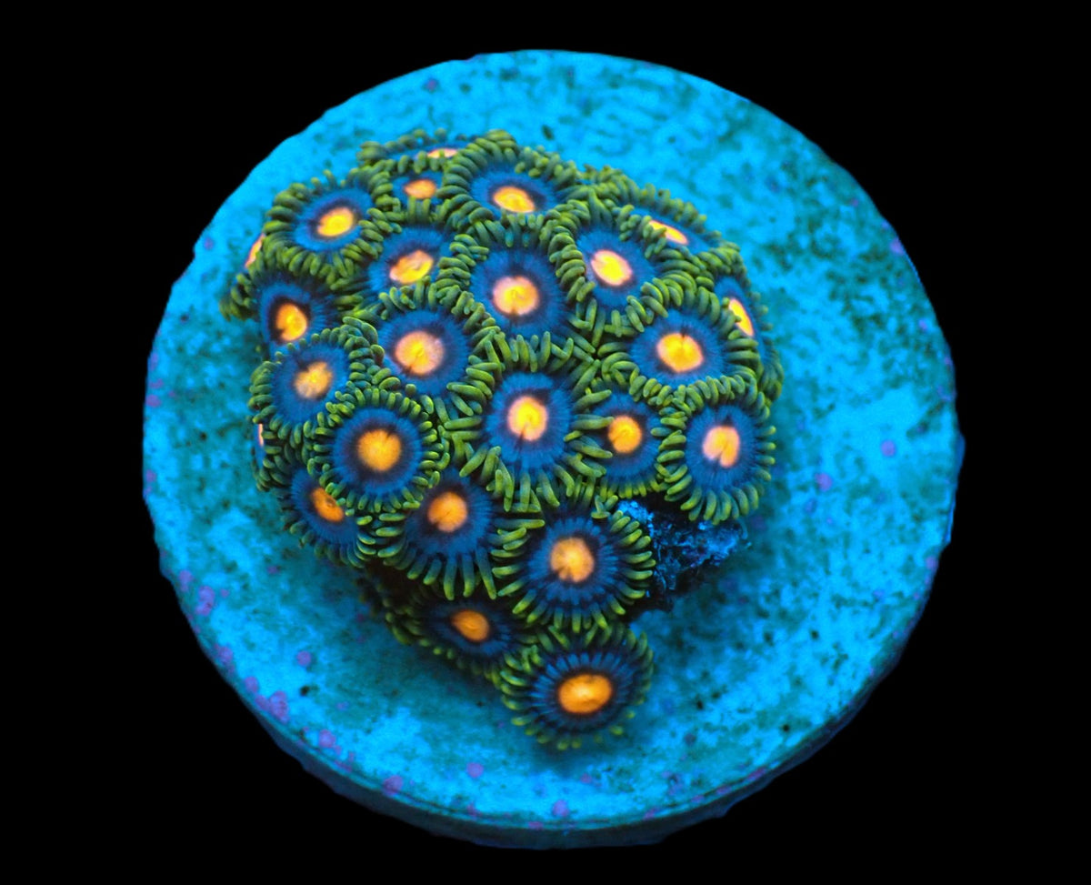 Zoanthus spp. (Blow Pop) (frag)