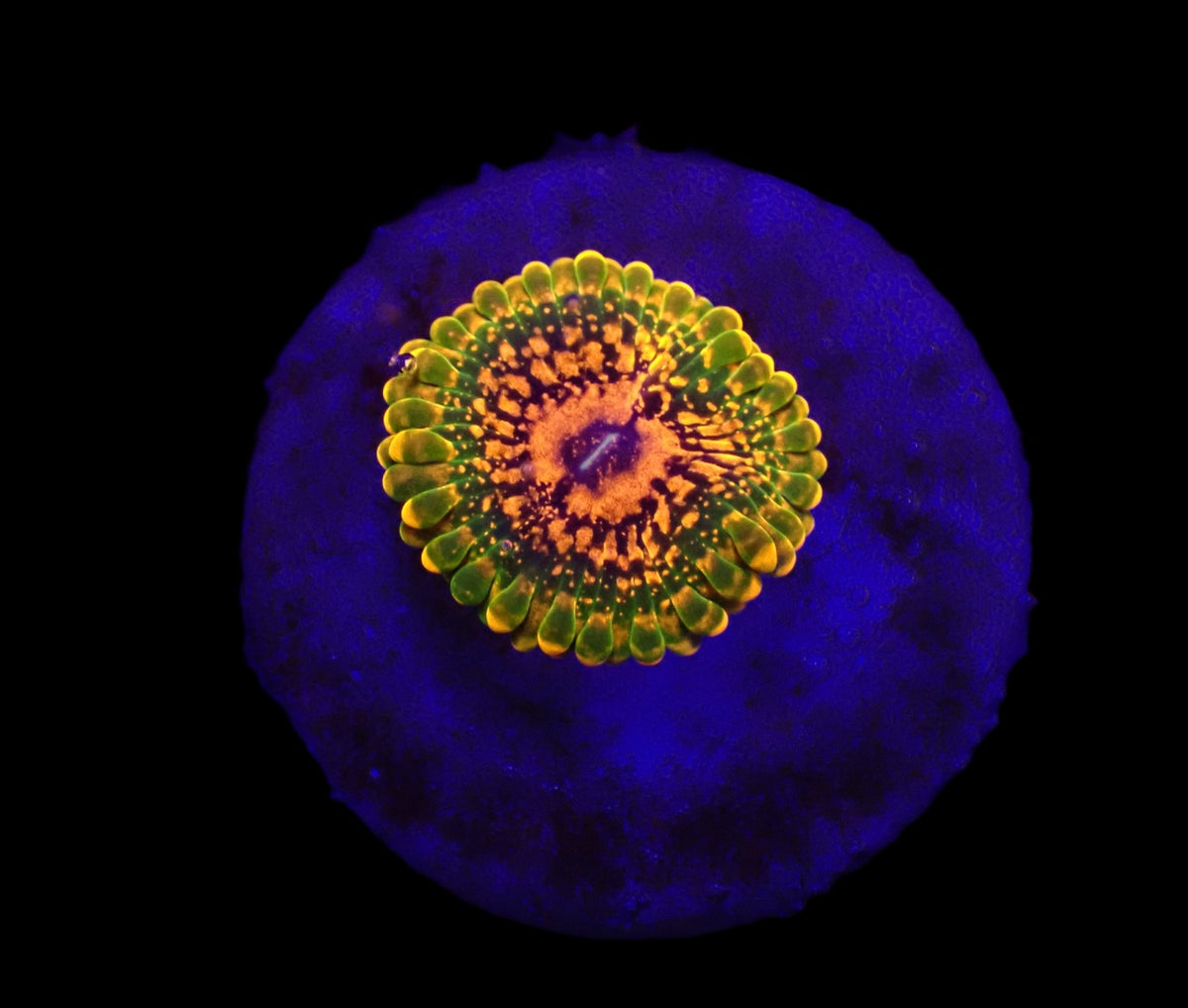 Zoanthus spp. (Grand Master Krakatoa) (1 Polyp)