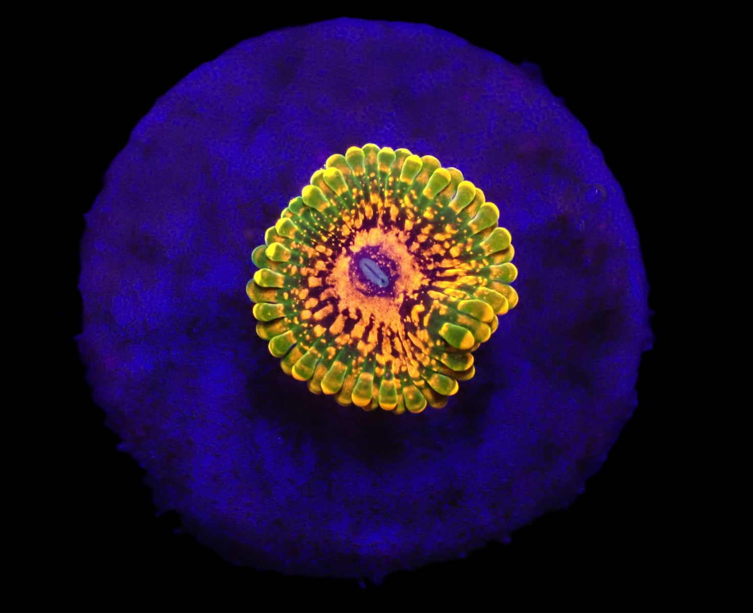Zoanthus spp. (Grand Master Krakatoa) (1 Polyp)