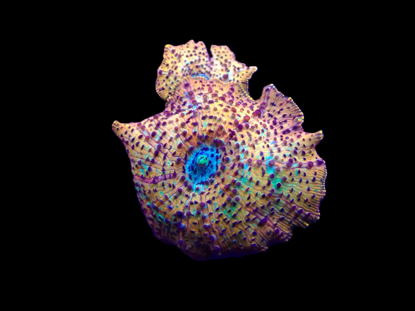 Discosoma spp. (Special Selected) (Ultra)