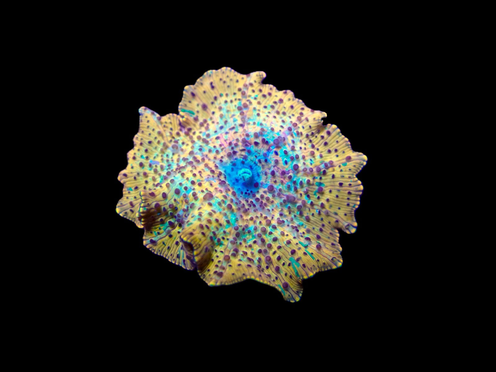 Discosoma spp. (Special Selected) (Ultra)