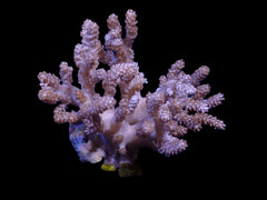 Capnella spp. (frag)