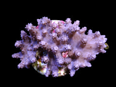 Paralemnalia spp. (frag)