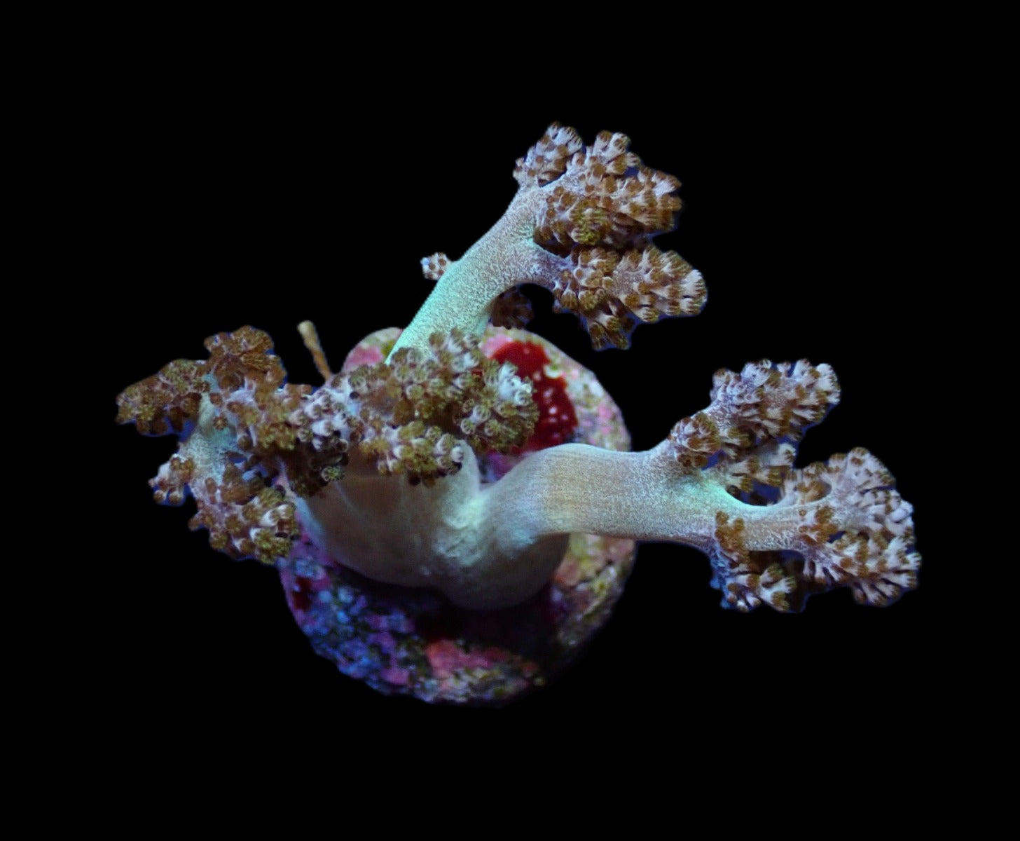 Capnella spp. (frag)