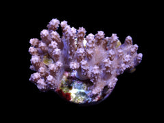 Paralemnalia spp. (frag)