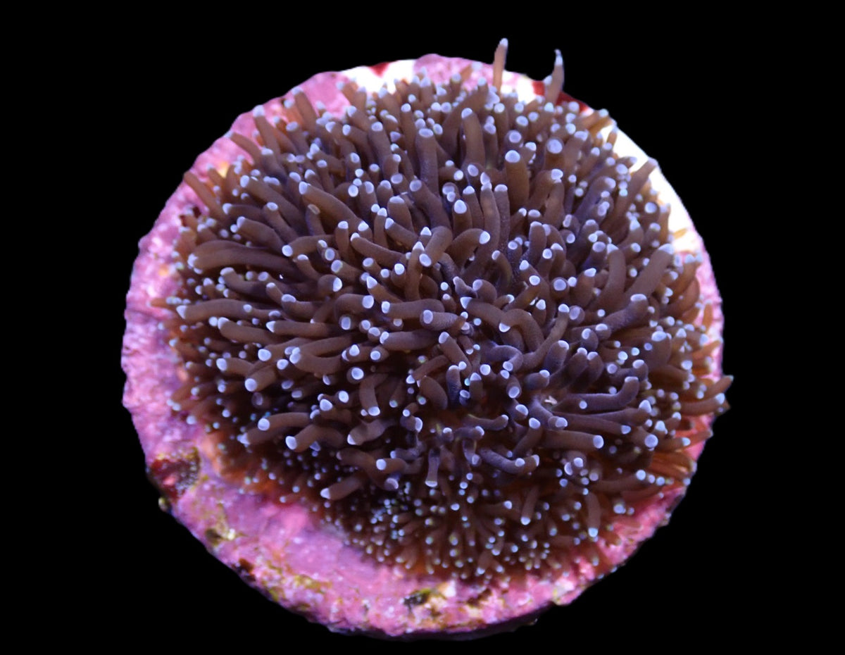 Galaxea spp. (Common) (frag)