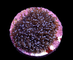 Galaxea spp. (Common) (frag)