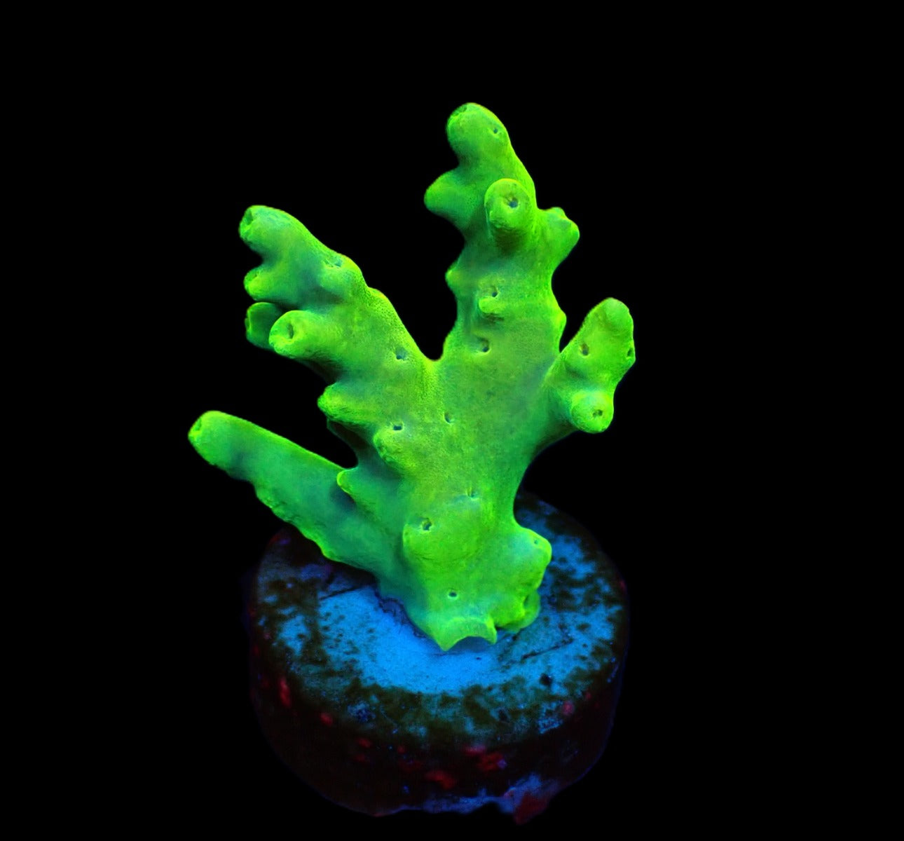 Acropora caroliniana (frag)