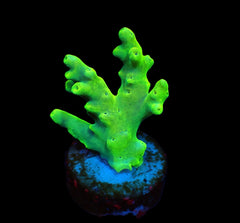 Acropora caroliniana (frag)