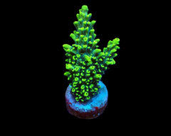 Acropora robusta (frag)