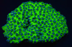 Cyphastrea spp. (Ultra)