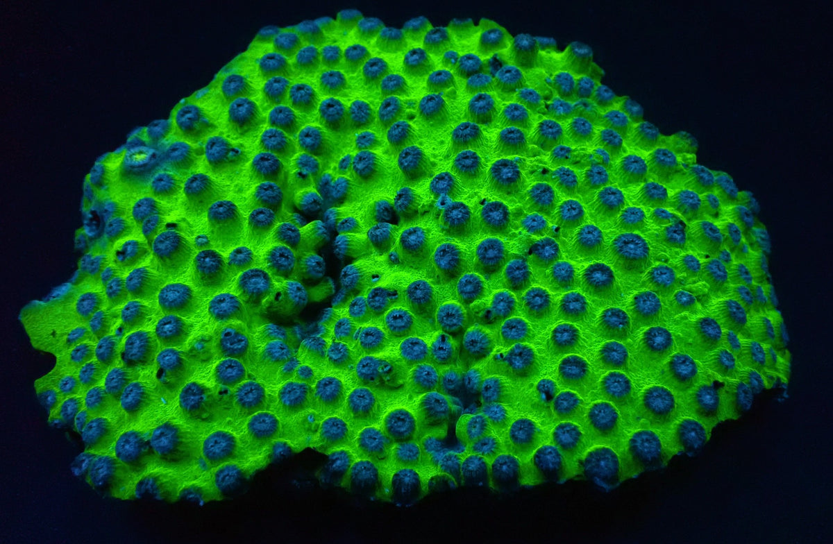 Cyphastrea spp. (Ultra)
