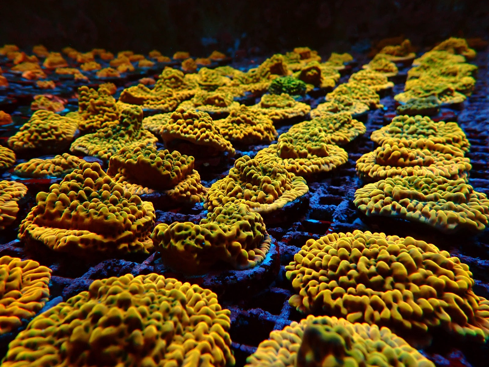 Montipora danae (Ultra) (frag)