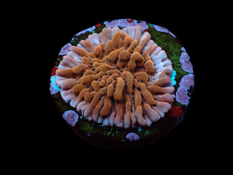Montipora danae (Colored polyp) (frag)