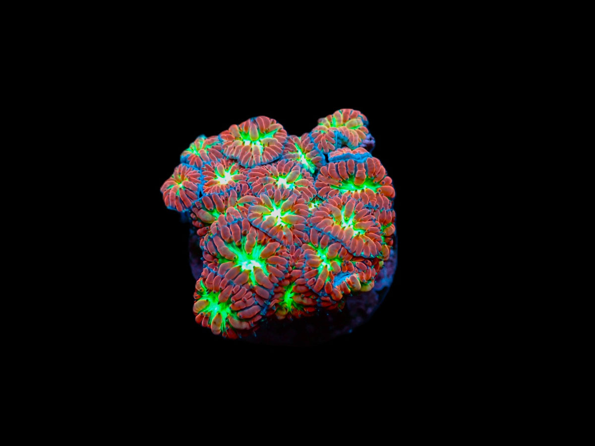 Blastomussa merletti (frag)