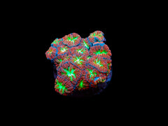 Blastomussa merletti (frag)