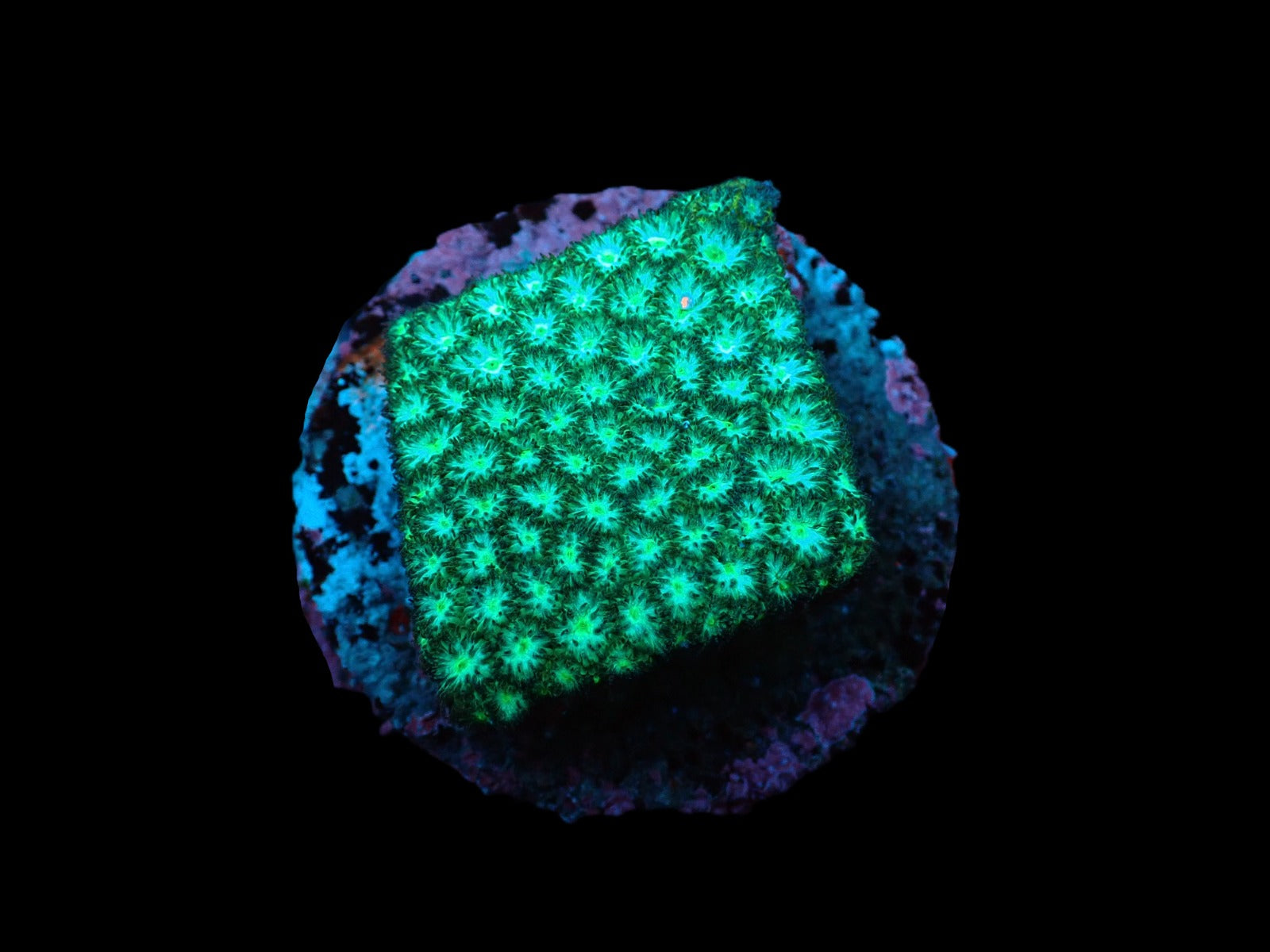 Leptastrea spp. (Premium) (frag)