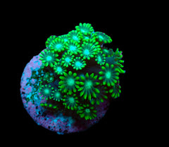 Alveopora spp. (Green) (frag)