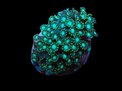 Alveopora spp. (Green) (frag)