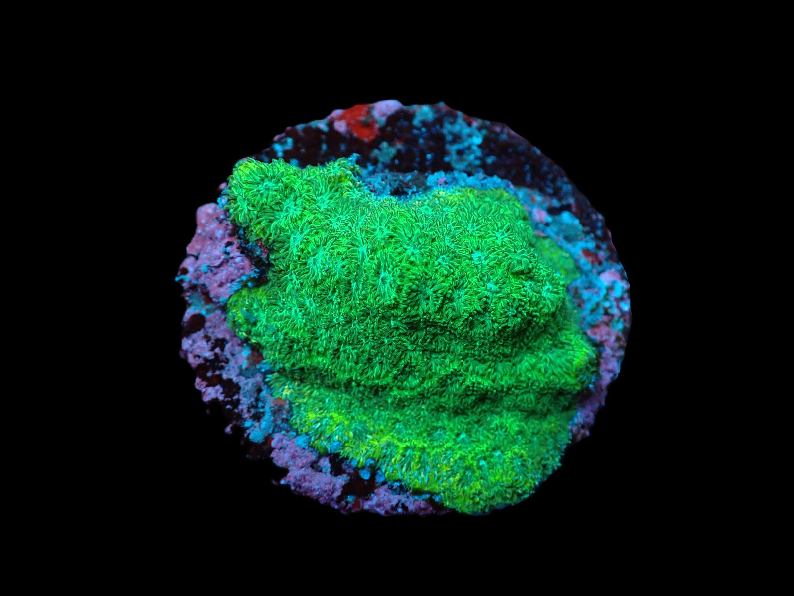 Leptastrea spp. (Premium) (frag)