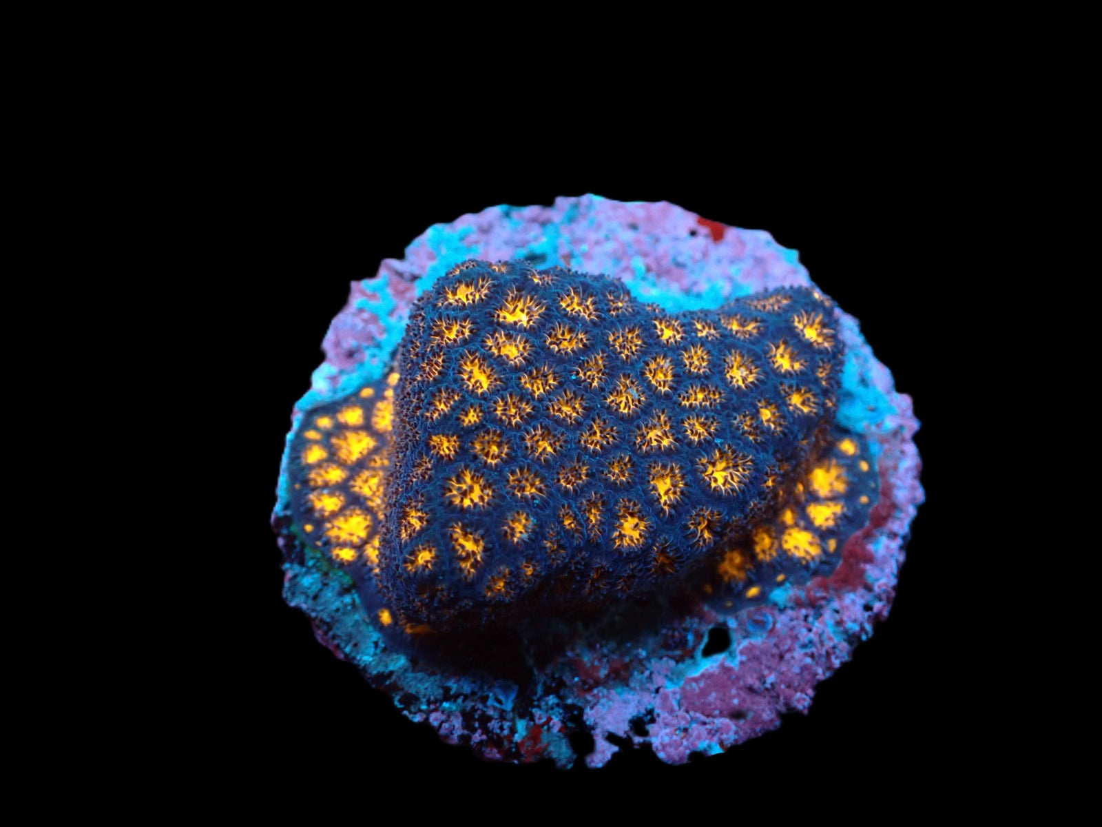 Leptastrea spp. (Premium) (frag)