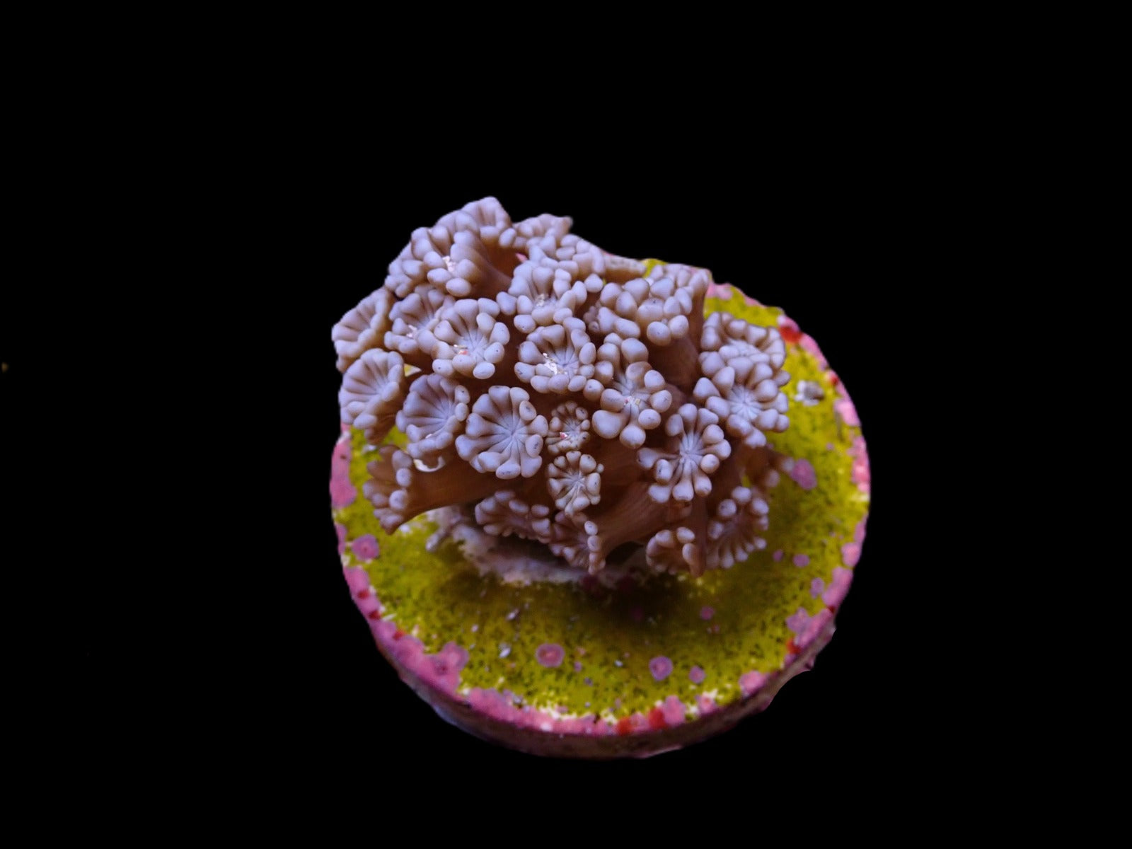 Alveopora spp. (frag)