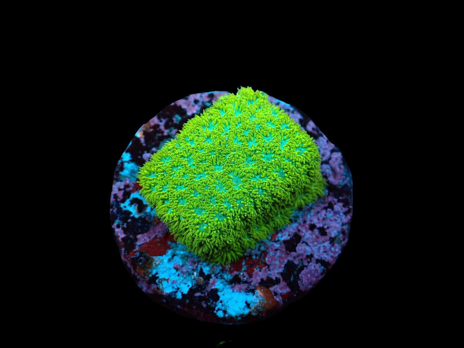 Leptastrea spp. (Premium) (frag)