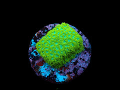 Leptastrea spp. (Premium) (frag)