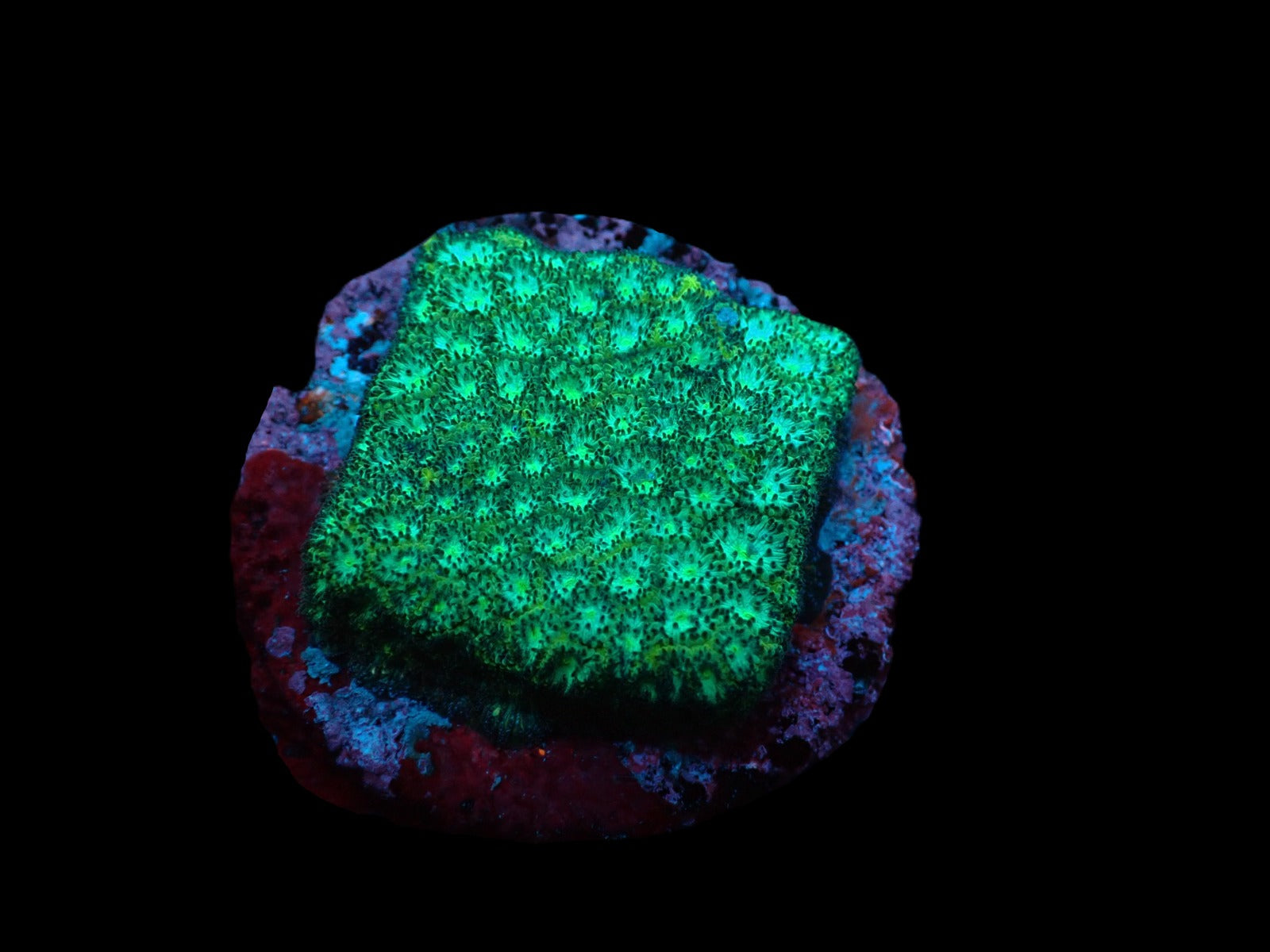 Leptastrea spp. (Premium) (frag)