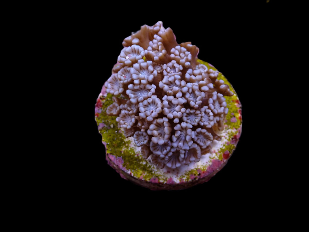 Alveopora spp. (frag)