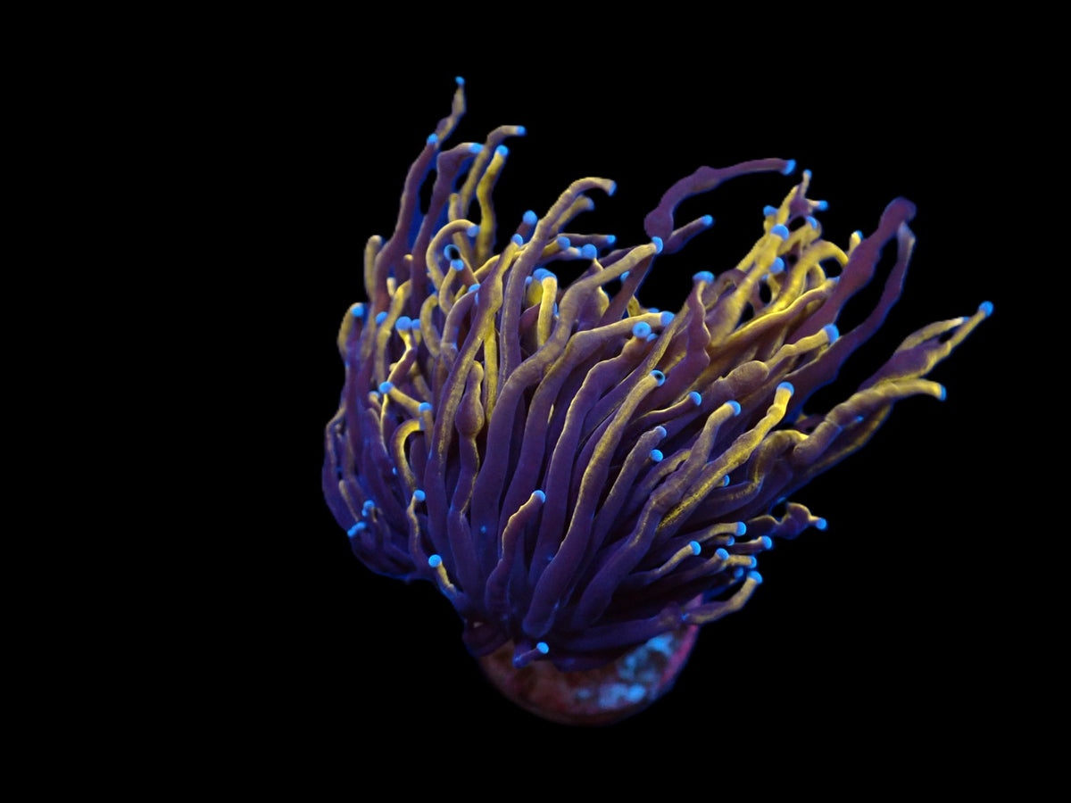 Euphyllia glabrescens (Gold Torch) (p/h)
