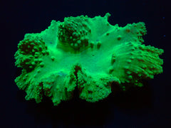 Sinularia dura (Green)