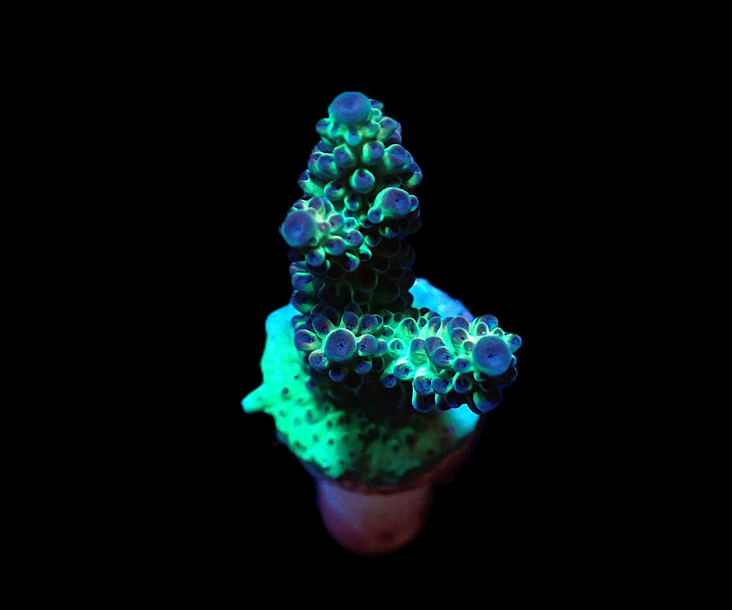 Acropora microclados (frag)