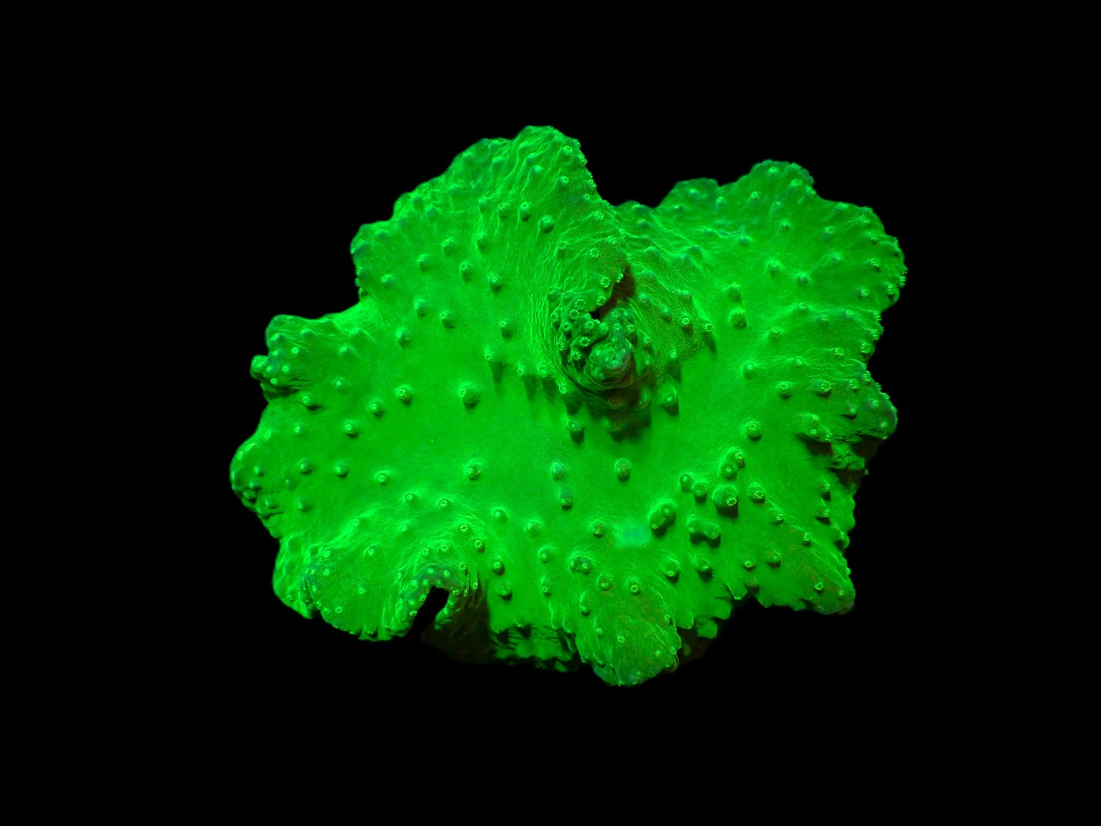 Sinularia dura (Green)