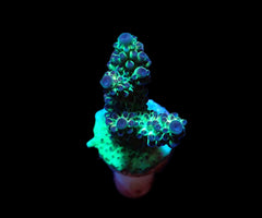Acropora microclados (frag)