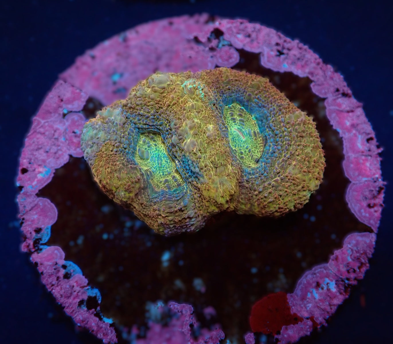 Acanthastrea bowerbanki (Premium) (frag)