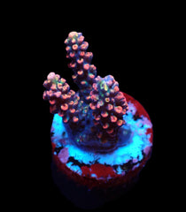Acropora microclados (SSC) (frag)