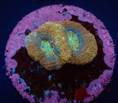 Acanthastrea bowerbanki (Premium) (frag)