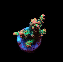 Acropora microclados (SSC) (frag)