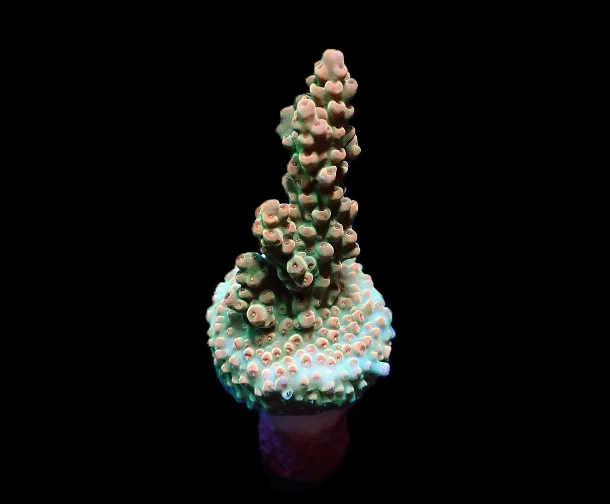 Acropora microclados (frag)