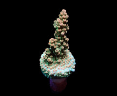 Acropora microclados (frag)