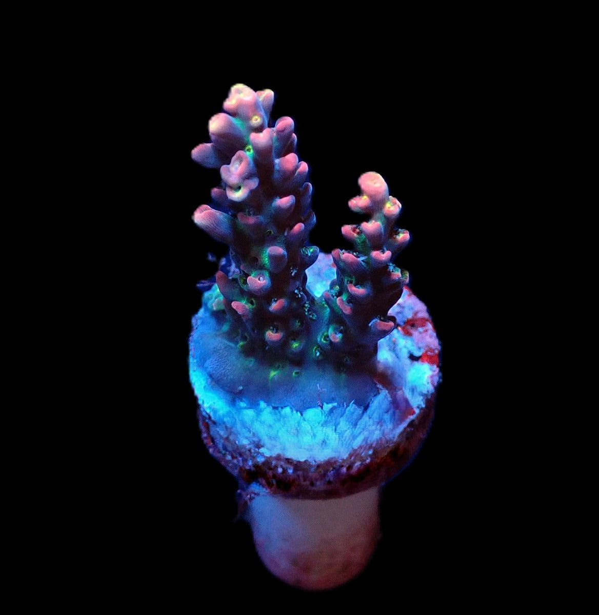 Acropora microclados (frag)