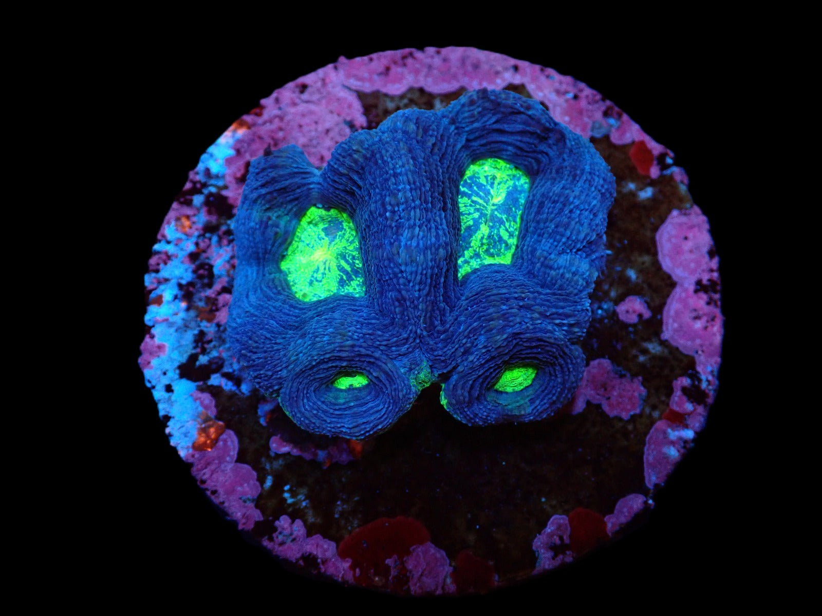Acanthastrea bowerbanki (Premium) (frag)