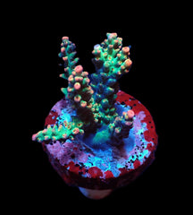 Acropora microclados (SSC) (frag)