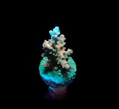 Acropora latistella (frag)