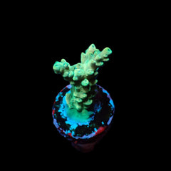 Acropora latistella (frag)