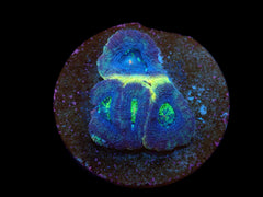Acanthastrea bowerbanki (Premium) (frag)