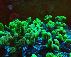 Stylophora pistillata (Green polyp) (frag)